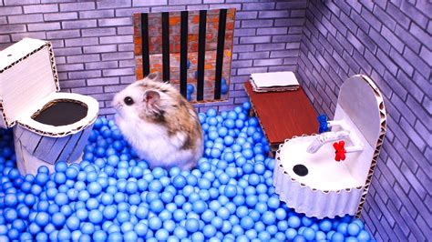 videos hamster